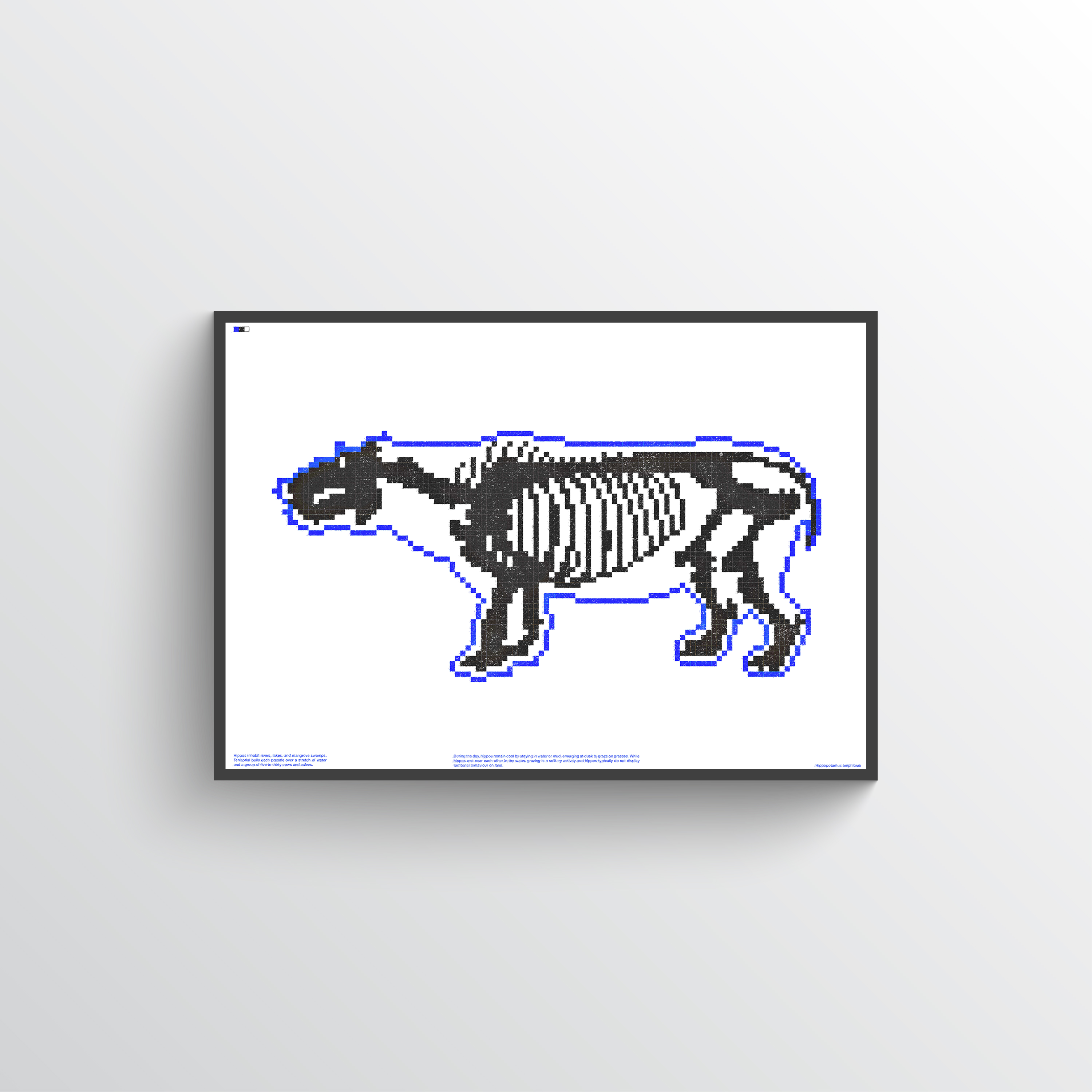 Hippo